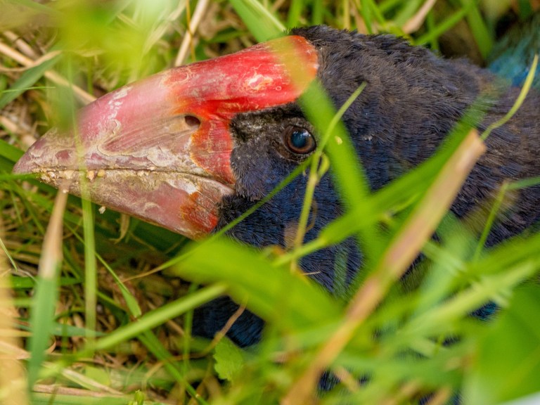 Takahē